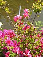 Azalee - Azalea Dispa (fam. Ericacees) (1) (Photo F. Mrugala)
